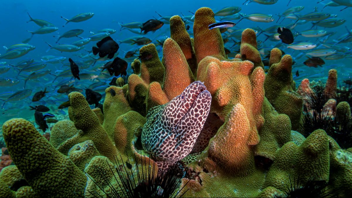Dive Package - 3 days (6 dives)