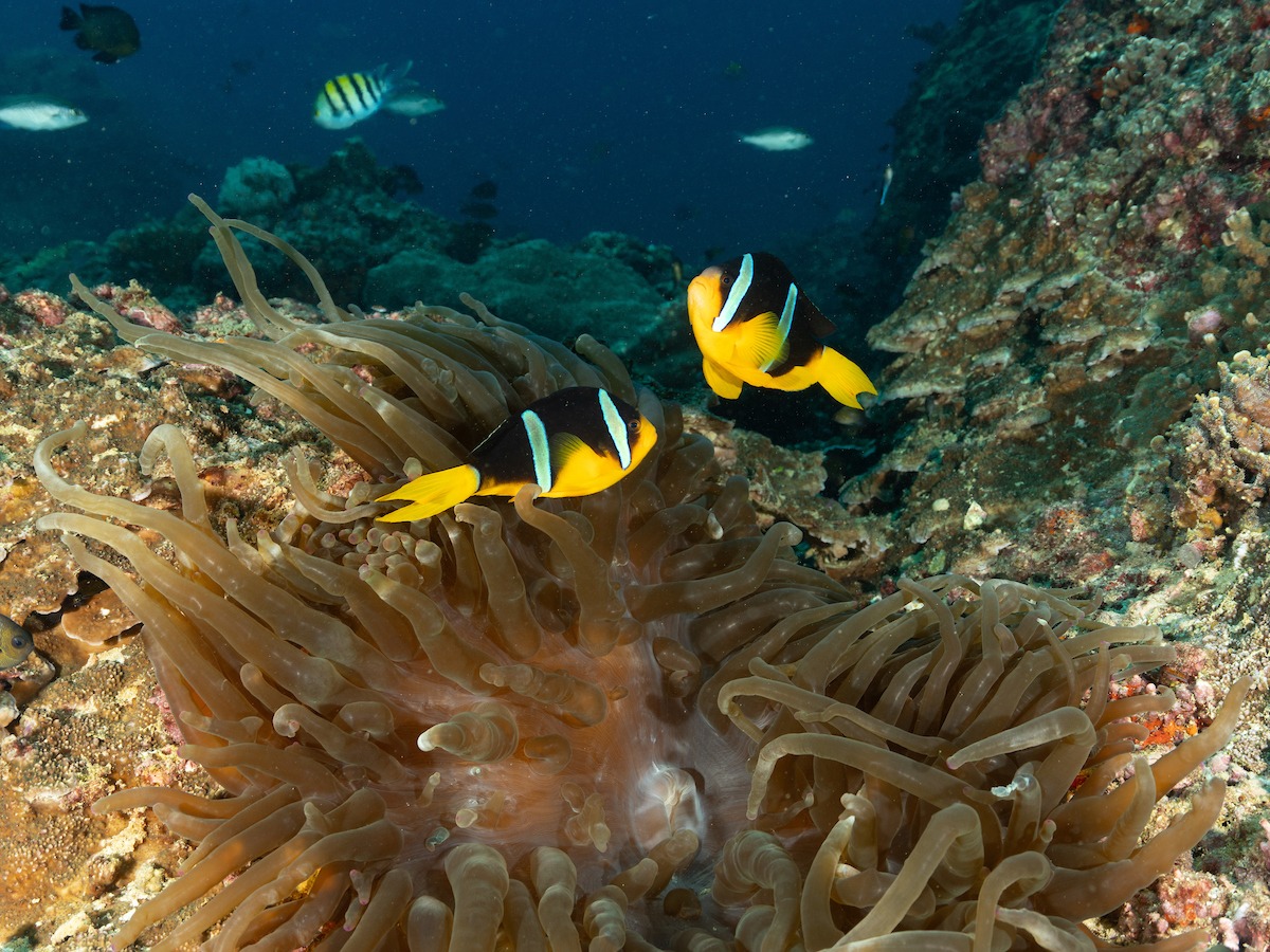 Main image 6