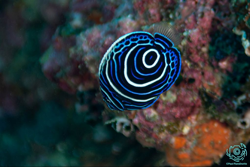 Main image 5