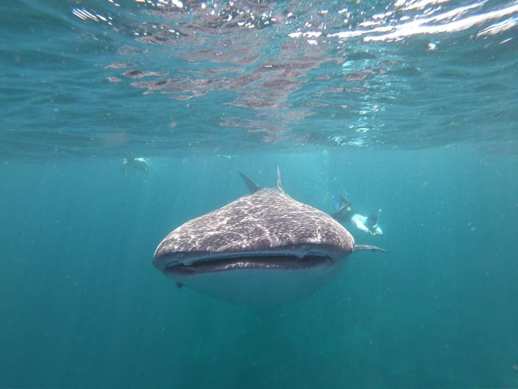 shark-conservation-2
