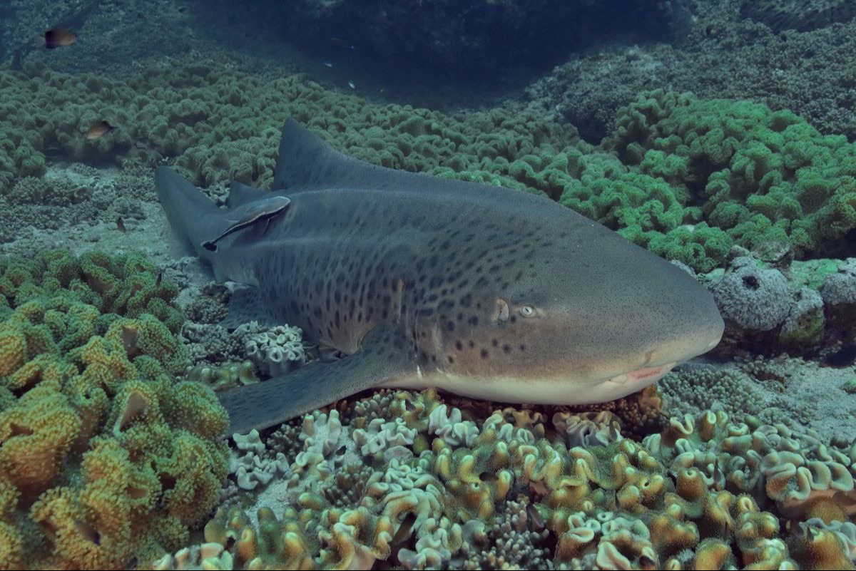 Shark Conservation